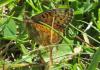 Boloria napaea